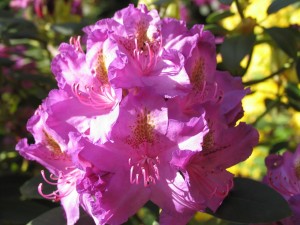 Výstava rododendronů (9)